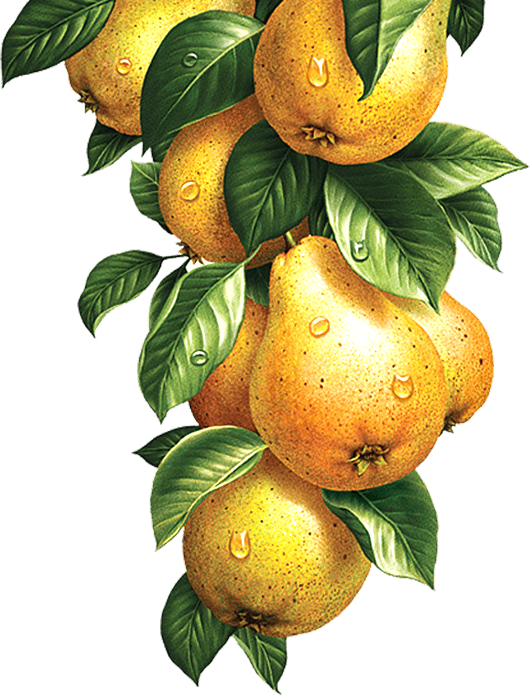 Zoja-Aegerter-Academy-Birnen-saftfige-Schule